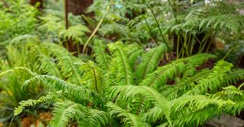 Ferns