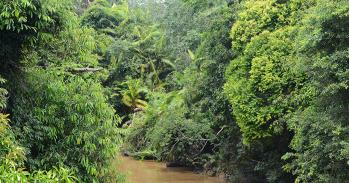 Forest in Indonesia
