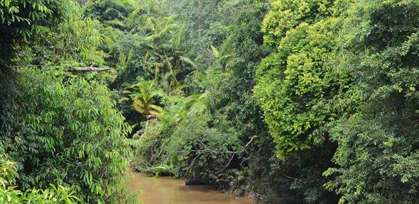Forest conservation project in Indonesia, Credit: Tom Swinfield Forest in Indonesia