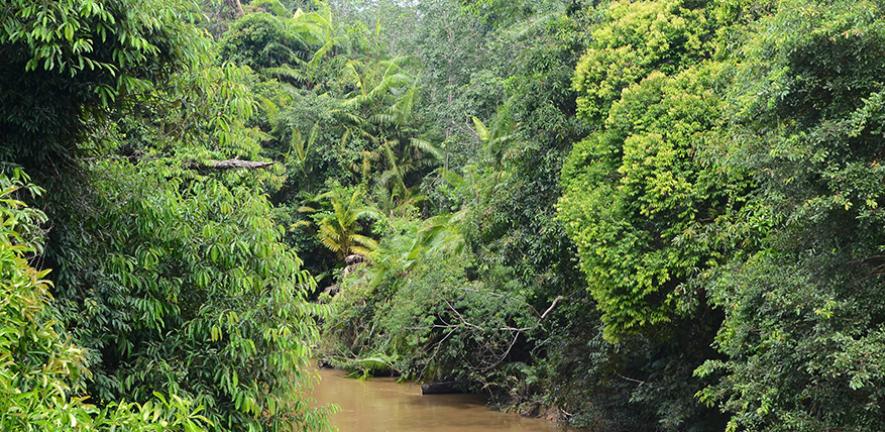 Forest in Indonesia