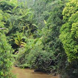 Forest in Indonesia
