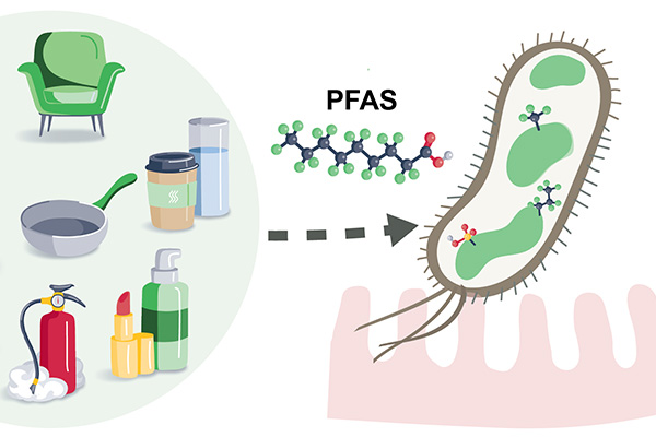 Common sources of PFAS, which accumulate in gut bacteria as dense clumps.