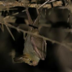 Heart-nosed bat
