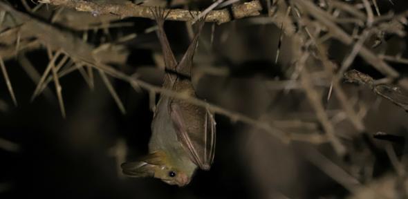 Heart-nosed bat, Credit: Adrien Jailloux, CC BY 4.0, via Wikimedia Commons Heart-nosed bat