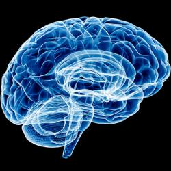 illustration of a brain