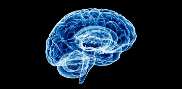 Brain, Credit: Hayri Er on Getty illustration of a brain