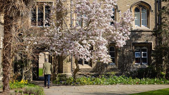 A serene courtyard at Peterhouse College with historic stone buildings features a blooming magnolia tree, a contrasting palm, and a lone person walking along a sunlit path.