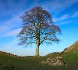 The Sycamore Gap Tree
